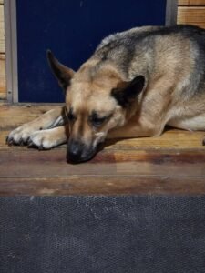 Miles as an adult here at MRK9