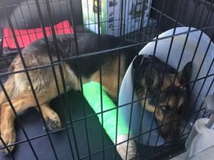 March 16, 2019 - Cooper