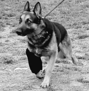 Cooper Trying To Walk Again