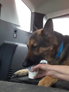Cooper Enjoying A Pup Cup