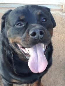 Egon is an adorable Rottweiler rescued by MRK9.