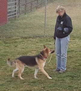 Betsy and Hachi bonding at MRK9