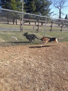 Hachi playing outside at MRK9.