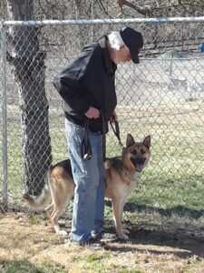 Hachi learning to walk on leash with The Dogman.