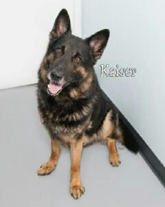 Kaiser rescued by MRK9