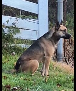 Miles before being rescued by Friends of KC and MRK9