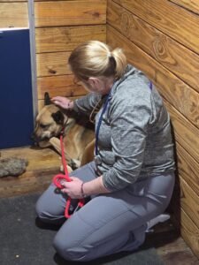 Keysville Veterinary Clinic here at MRK9 to give Miles his shots.