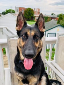 Lucy After being rehomed by MRK9.