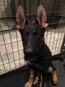 Lucy is a beautiful German Shepherd rescued by MRK9. Photo taken before rescue.