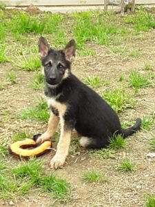 Maya when she was rescued by MRK9.