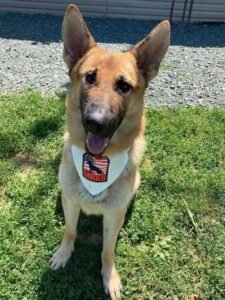 Odin is a German Shepherd rescued by MRK9.